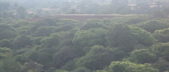 Gudro Forest